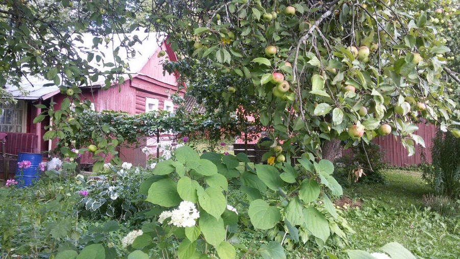Дом в деревне Киселево. Яблони в саду